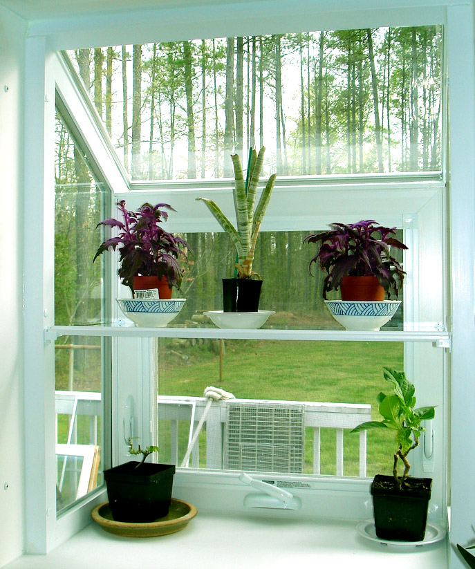 indoor plants, pictures of indoor plants, indoor tropical plants, indoor foliage plants, plants improve the air,plants,decoration,living room designs