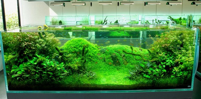 Japanese Aquarium