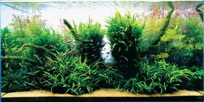 Nature style Aquascaping