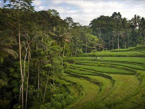 Como Shambhala Estate Bali- natural surroundings views of rice terraces