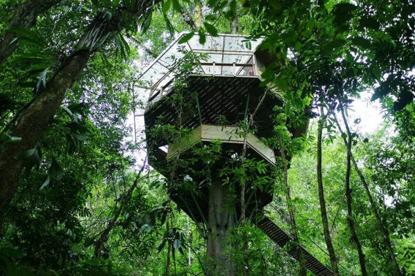 This surreal view shows how the house actually becomes part of the tree in which it is built around.