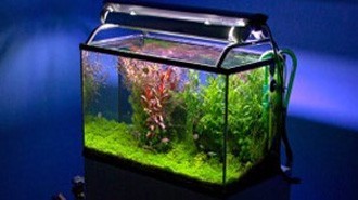 Aquariums that turn heads