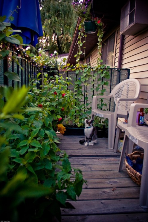 flowers on balcony