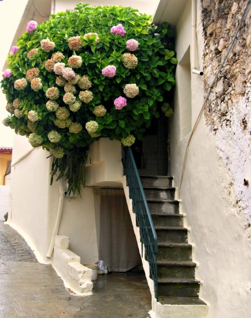 flowers on balcony