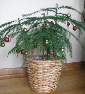 houseplant christmas tree