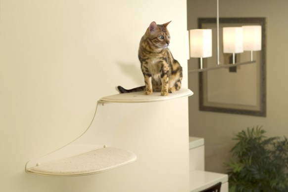 cat-shelf-2