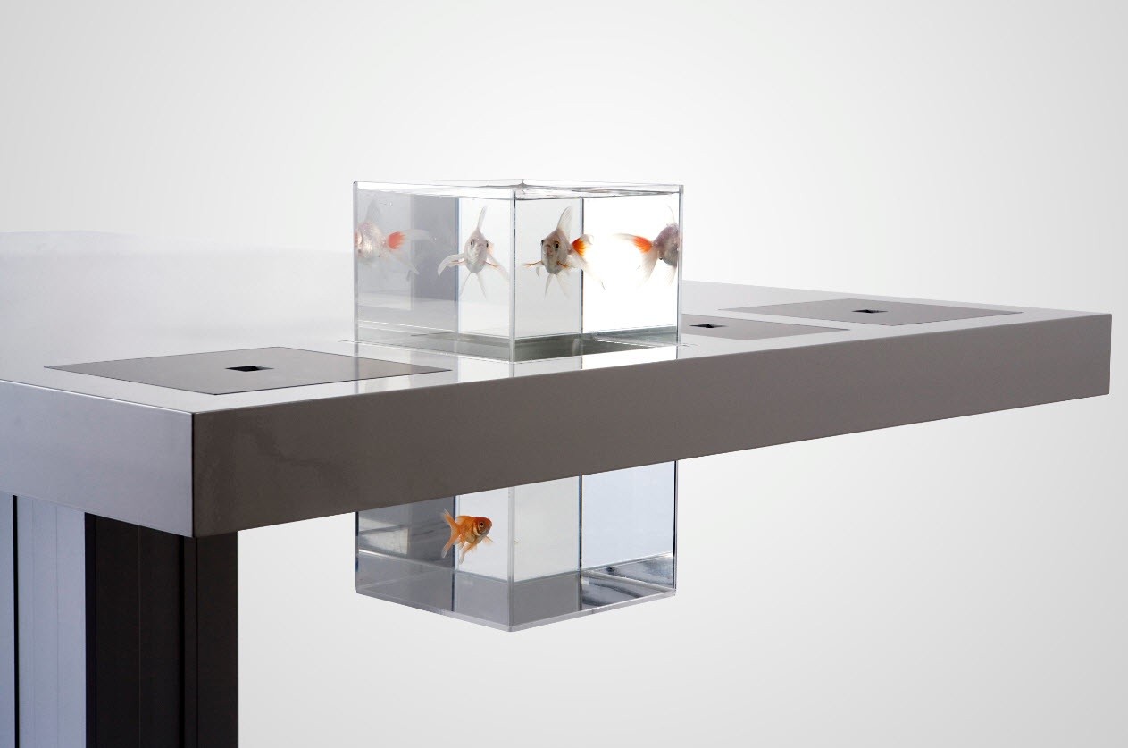 milk desk goldfish