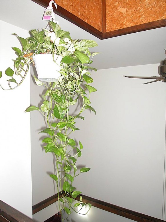 indoor-money-plant