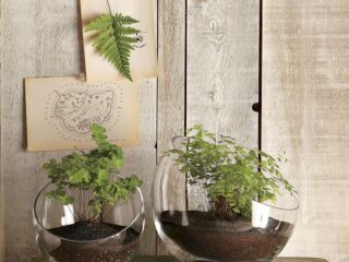 Terrific Terrariums & Tiny Cacti
