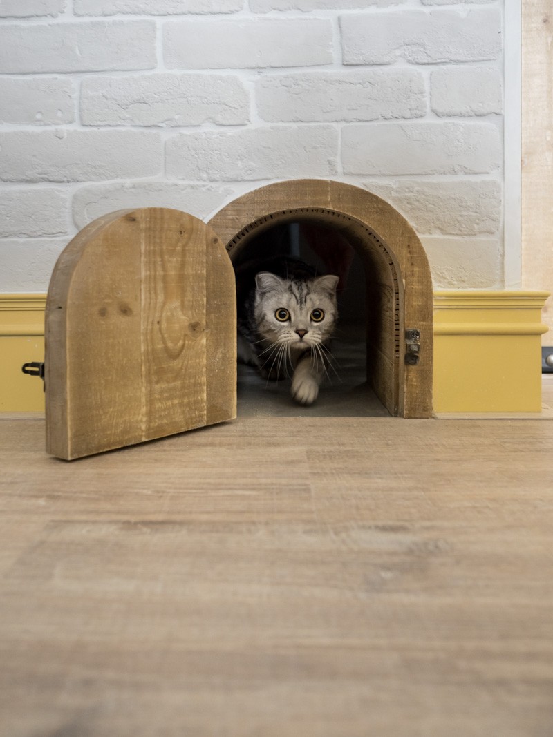Cat door deals inside house