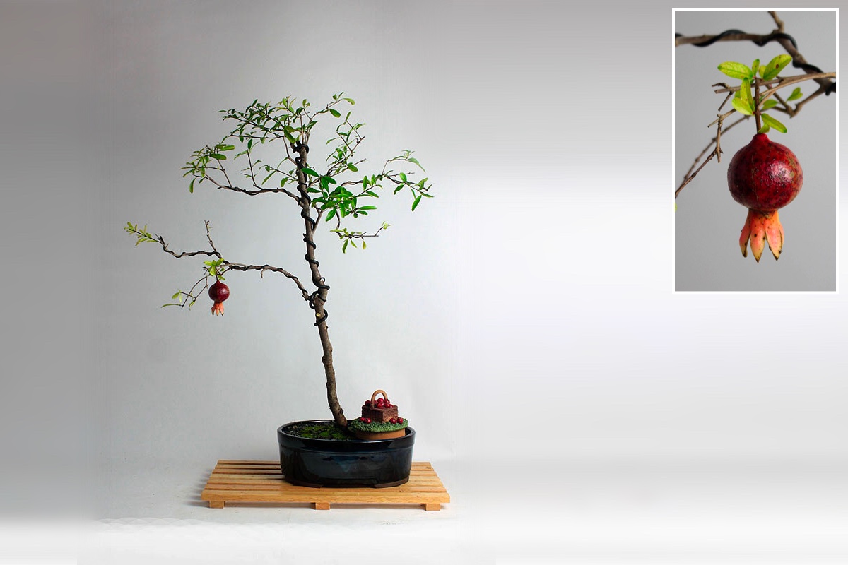 Dwarf Pomegranite Bonsai tree