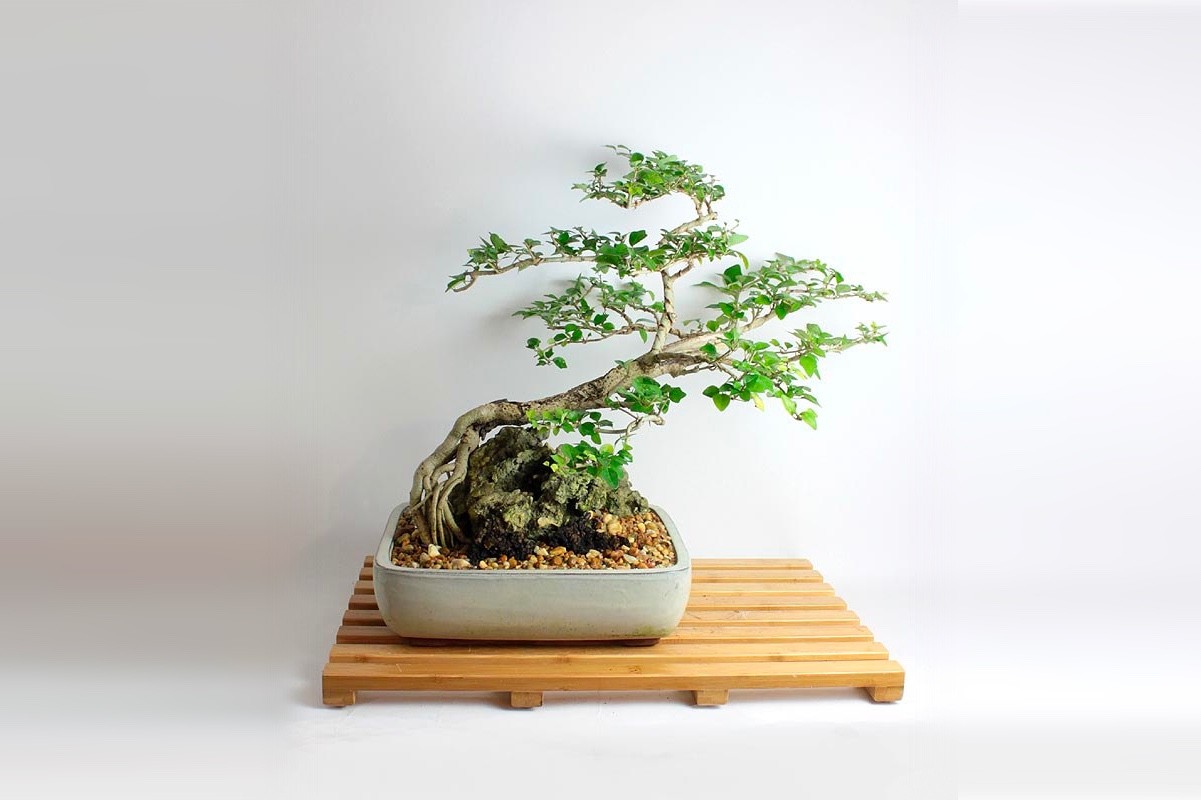 Parrots Beak bonsai tree