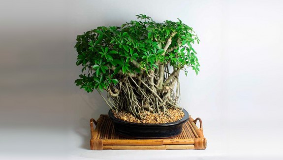 Product Of The Week: Bonsai Trees