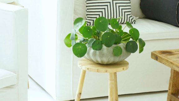 32 Beautiful Indoor House Plants That Are Also Easy To Maintain