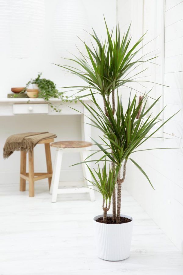Where to Shop For Cheap Faux Plants That Look Real in 2023