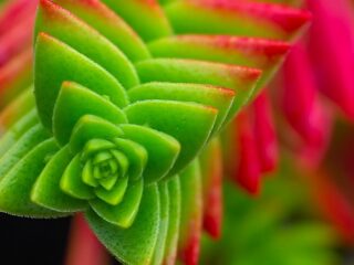 Cool Product Alert: The Alluringly Beautiful Crassula Capitella Succulent
