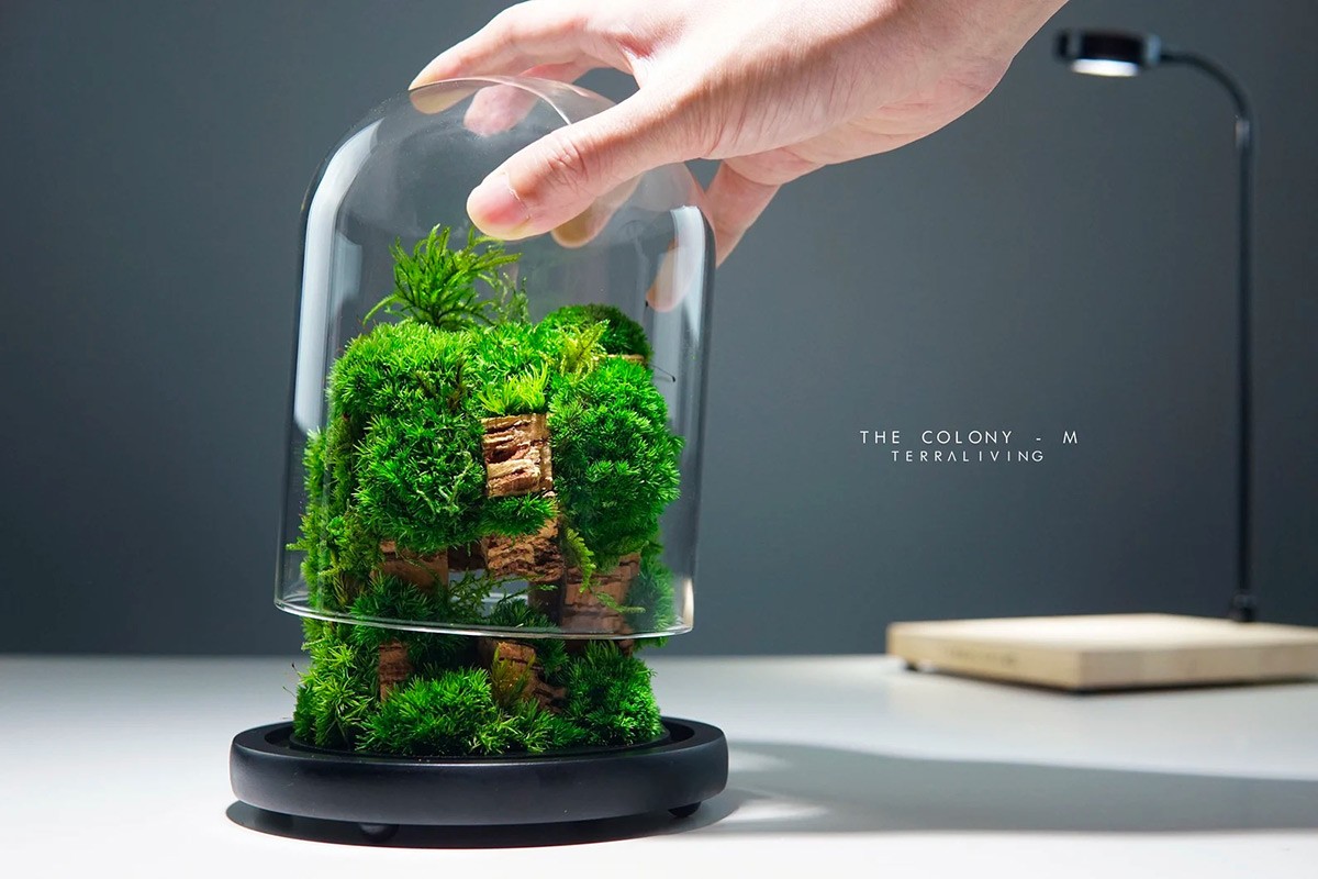 Moss for Terrariums: A Versatile and Beautiful Addition – Terrarium Designs