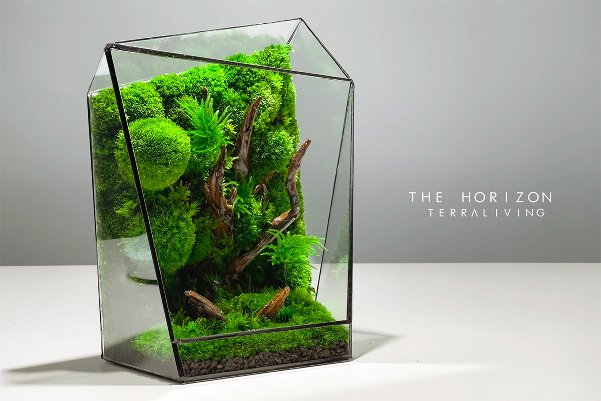 Moss for Terrariums: A Versatile and Beautiful Addition – Terrarium Designs