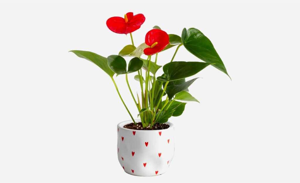 Anthurium Plant