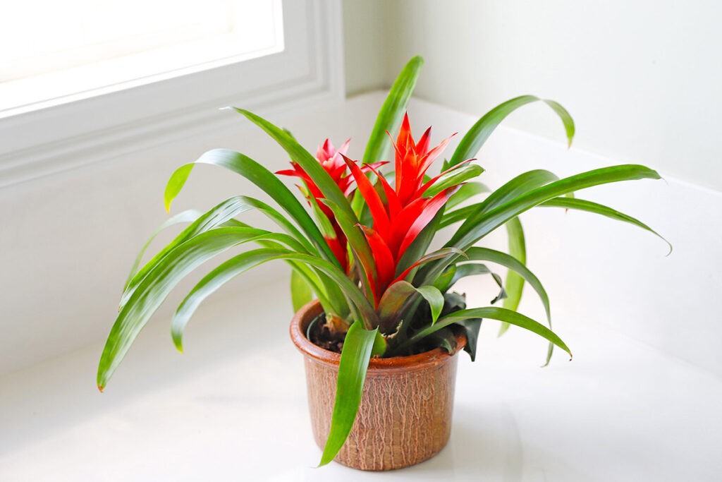 Bromeliad Guzmania Plant