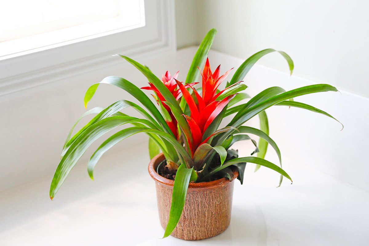 Bromeliad Guzmania Plant Interior Design Ideas