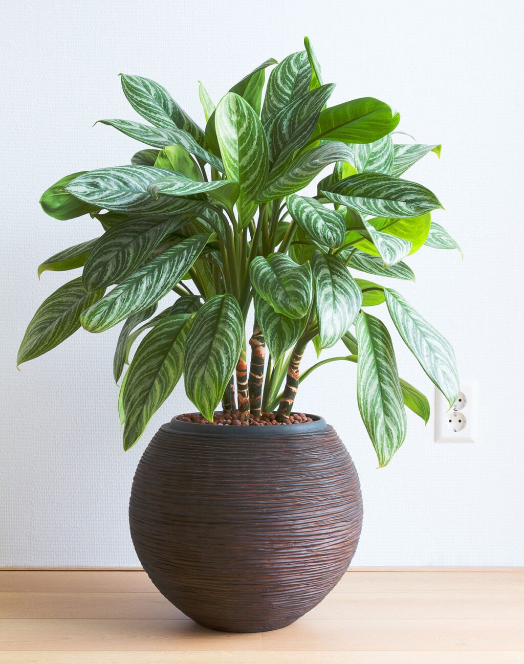 Chinese Evergreen Aglaonema