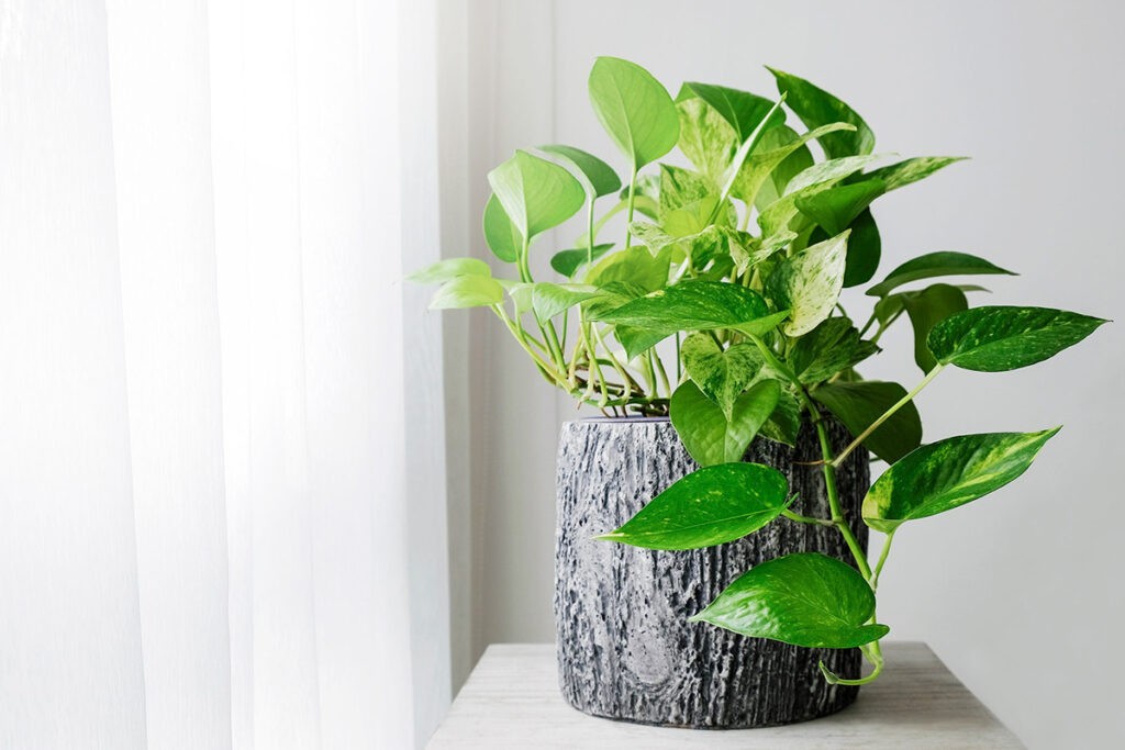 Golden Pothos