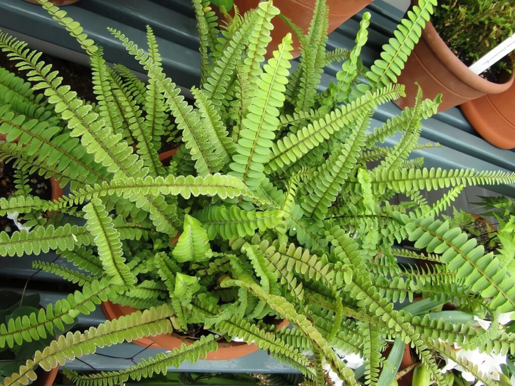 Lemon Button Ferns