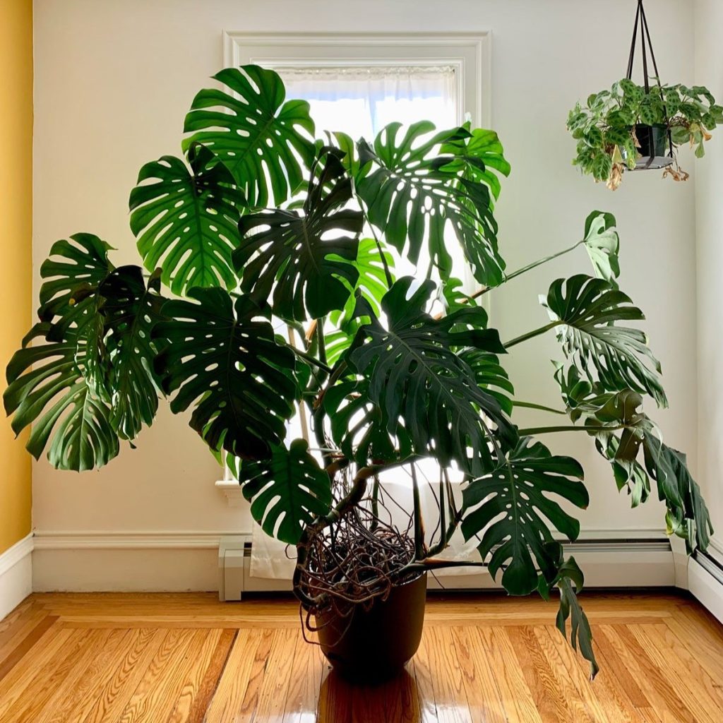 Monstera