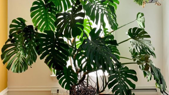 31 Low Light Indoor Plants That Flourish in Dim Spaces