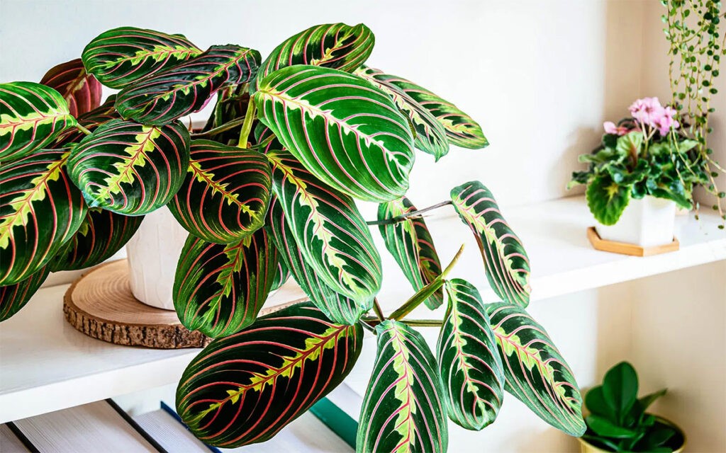 Prayer Plant