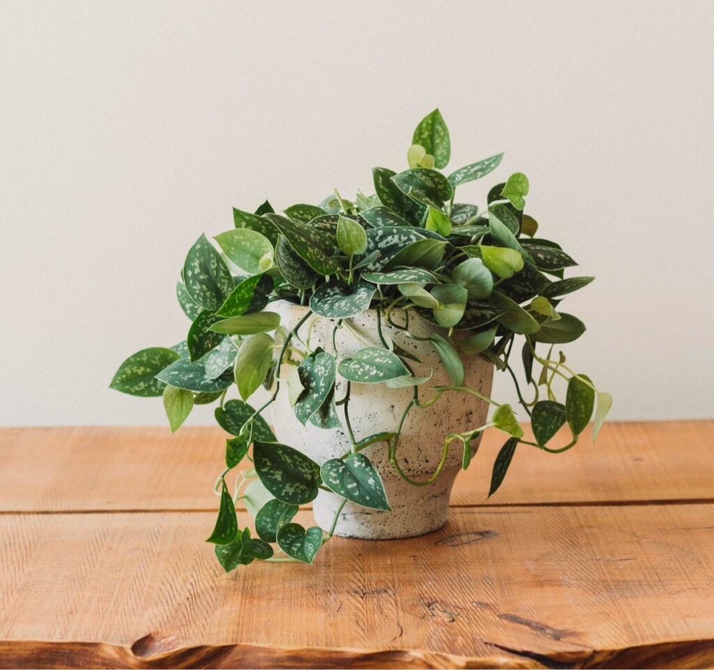 Silver Satin Pothos