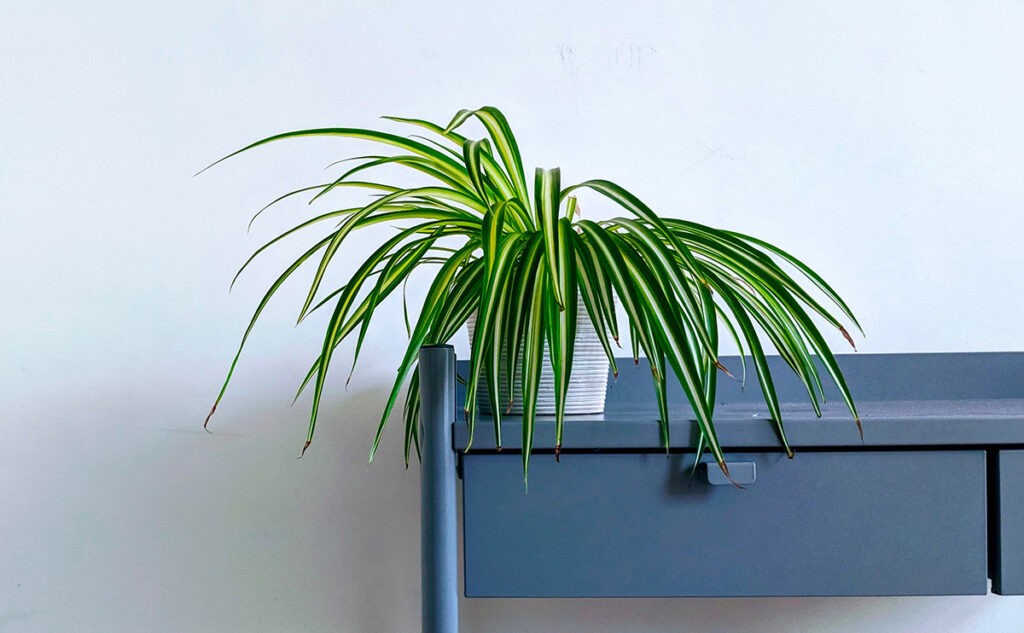 Spider Plant